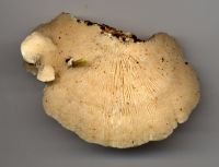 Trametes