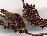 Leocarpus