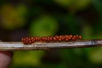Leocarpus