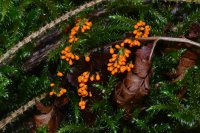 Leocarpus