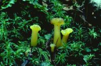 Leotia