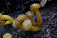 Leotia