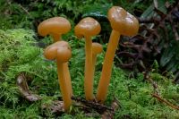 Leotia