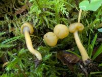 Leotia