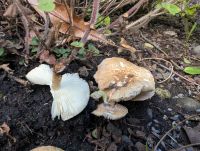 Lepiota