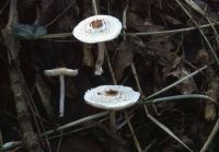 Lepiota