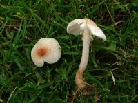 Lepiota