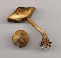 Lepiota