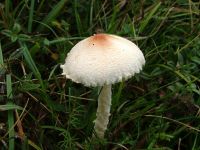 Lepiota