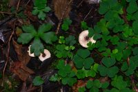 Lepiota