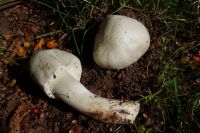 Leucoagaricus