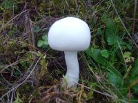 Leucoagaricus