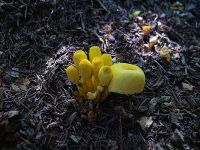 Leucocoprinus