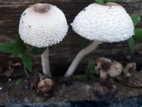 Leucocoprinus