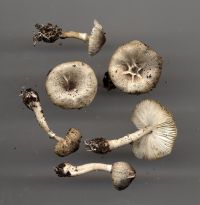 Leucocoprinus
