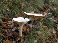 Leucopaxillus