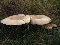 Leucopaxillus