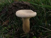 Leucopaxillus