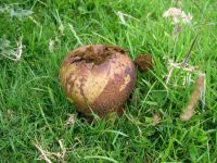 Lycoperdon