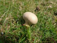 Lycoperdon