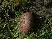 Lycoperdon