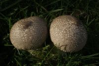 Lycoperdon