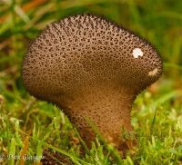 Lycoperdon