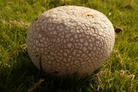 Lycoperdon