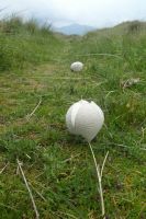 Lycoperdon