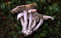 Leucocybe