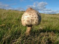 Macrolepiota