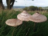 Macrolepiota