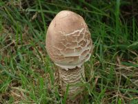 Macrolepiota