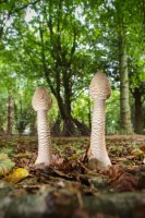 Macrolepiota