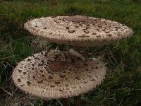 Macrolepiota