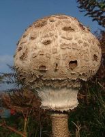 Macrolepiota