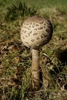 Macrolepiota