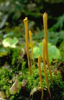 Macrotyphula