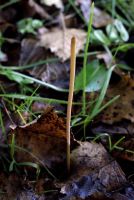 Macrotyphula
