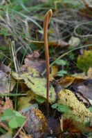 Macrotyphula