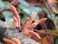 Macrotyphula