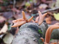 Macrotyphula