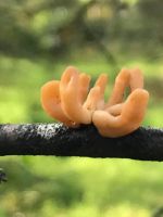 Macrotyphula