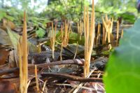 Macrotyphula