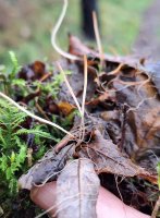 Macrotyphula