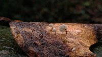 Marasmius