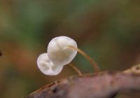 Marasmius