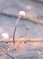 Marasmius