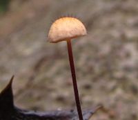 Marasmius