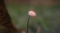 Marasmius